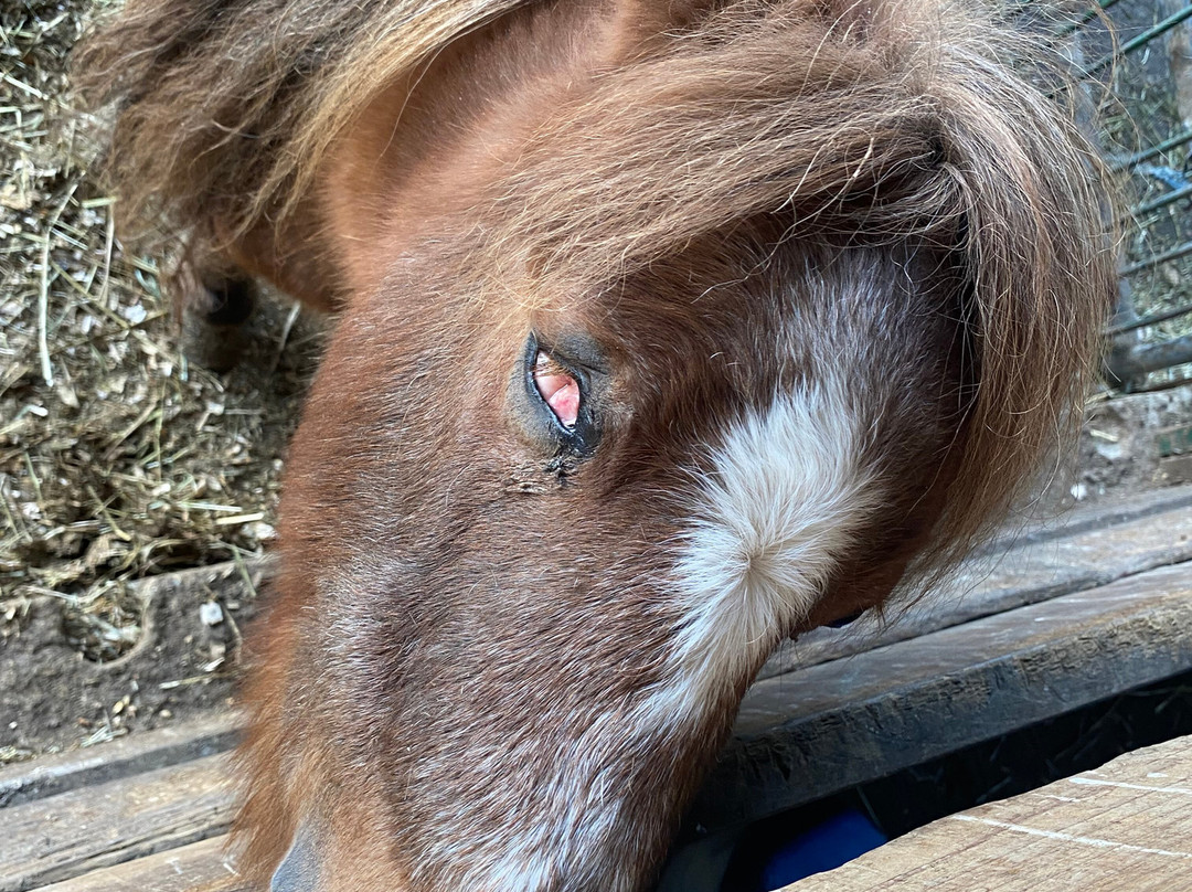 Aldor Acres Family Farm-兰里市必去景点