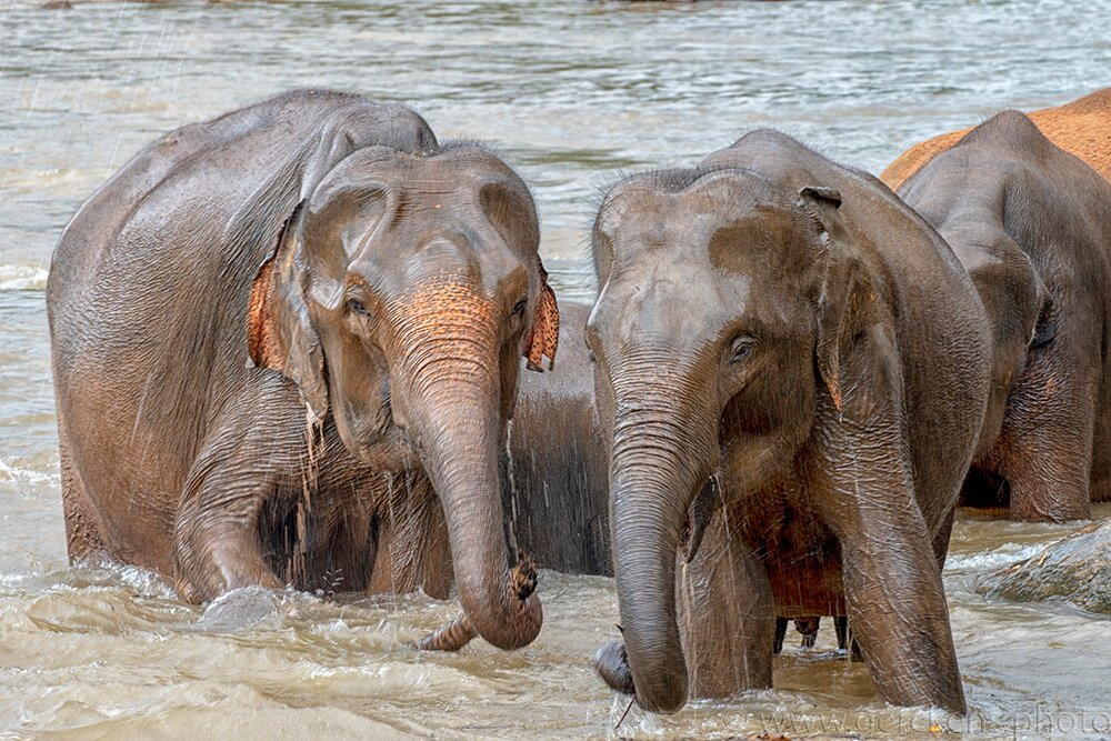 Pearl Of Sri Lanka Travel景点图片