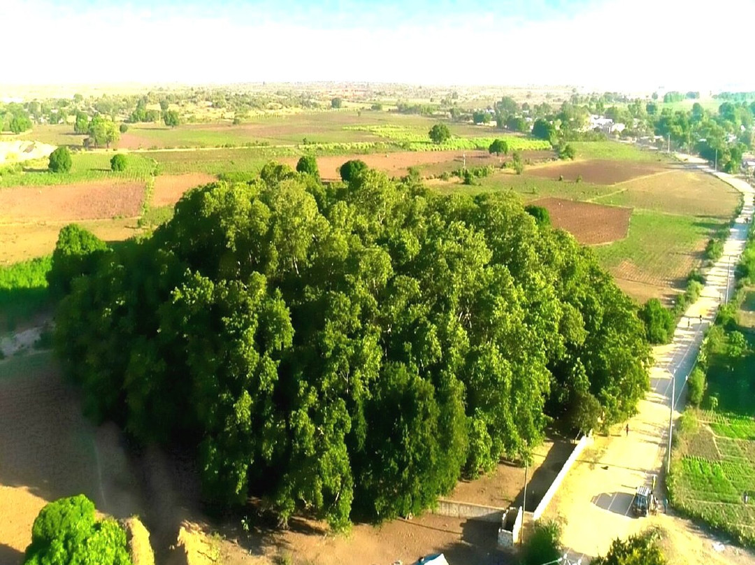The Sacred Tree of Miary景点图片