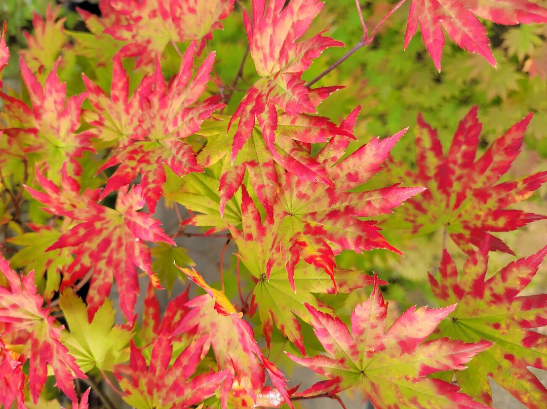 Geibikei-一关市必去景点