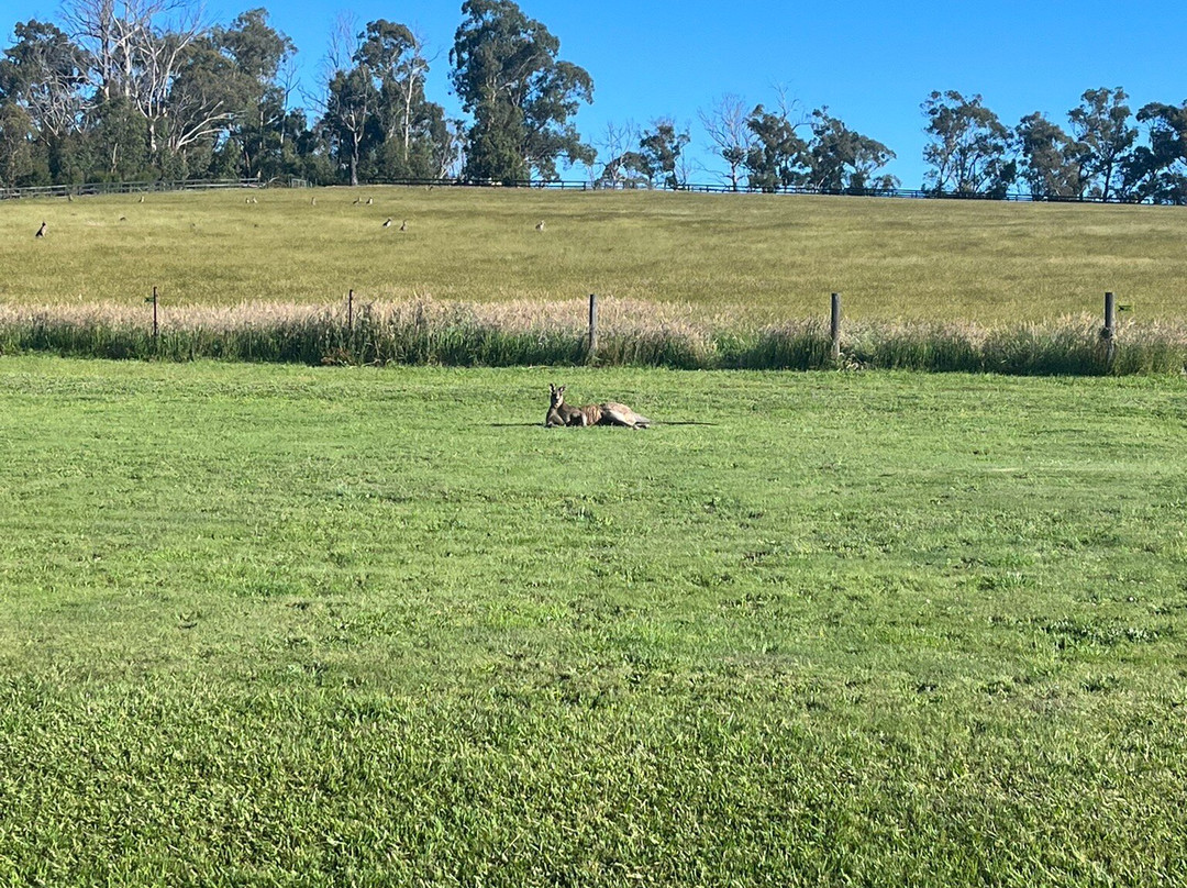 Tallawarra Homestead主图