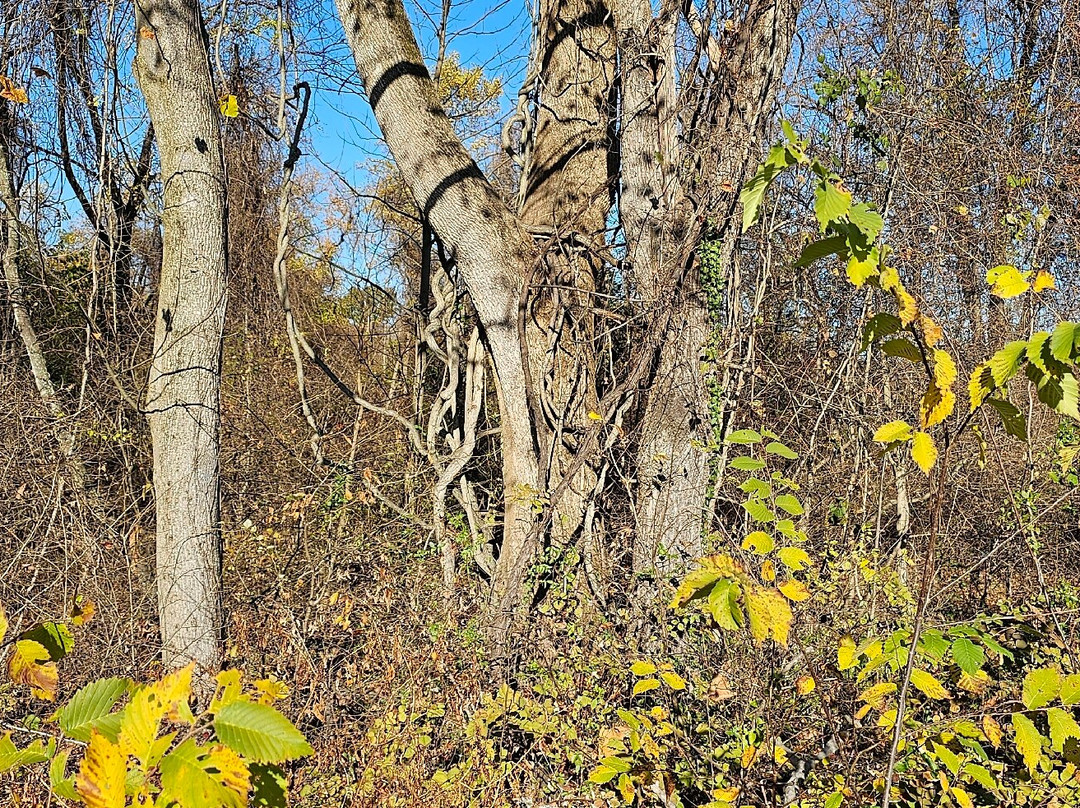 Bynum Run Conservation Area景点图片