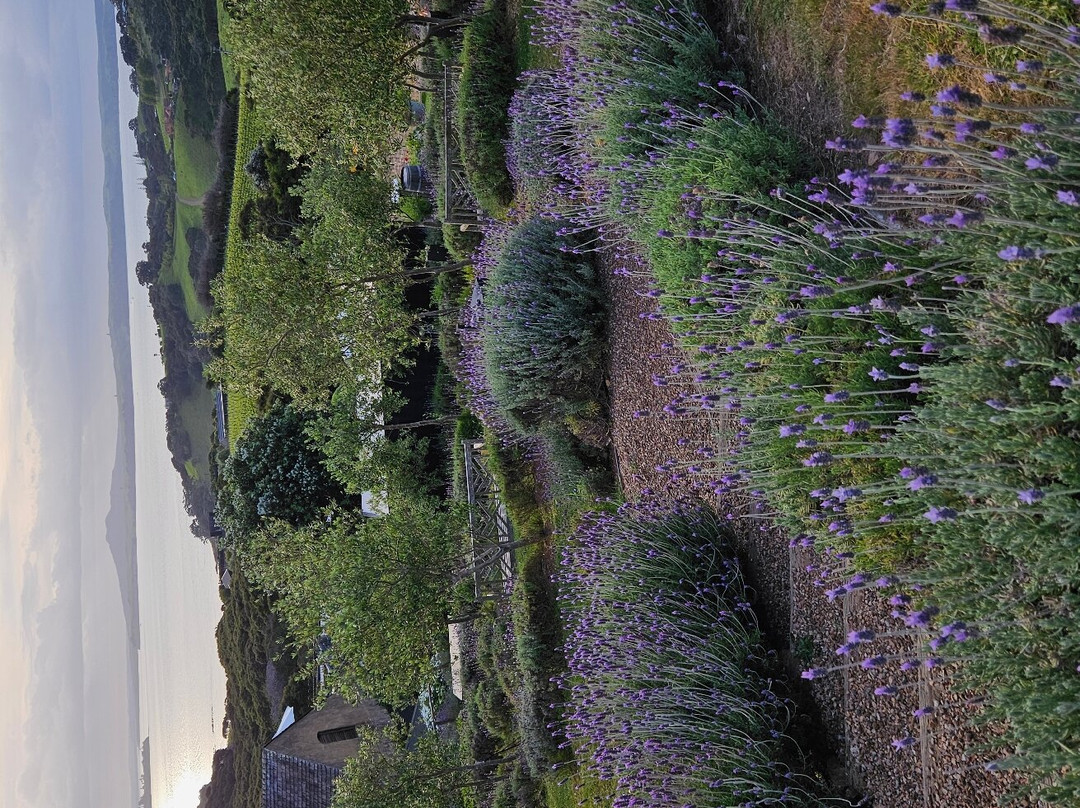 Mudbrick Vineyard景点图片