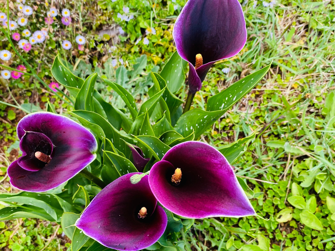 Gembrook Cemetery-Gembrook必去景点