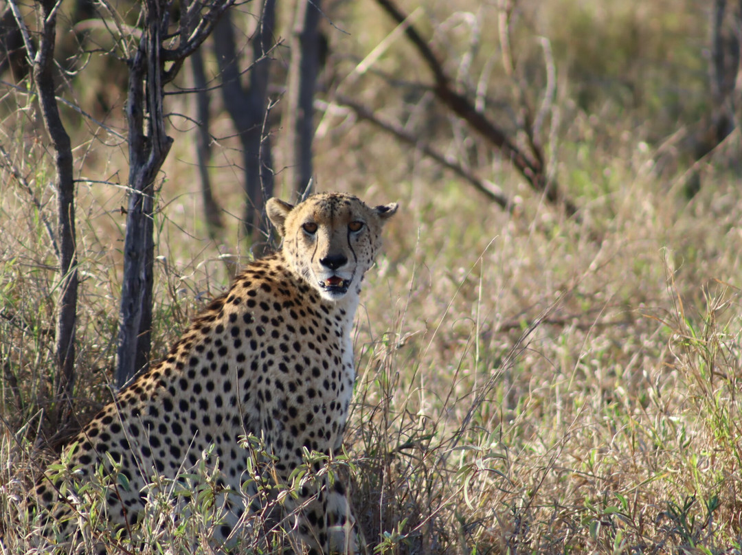 Honeyguide Khoka Moya & Mantobeni Camps主图