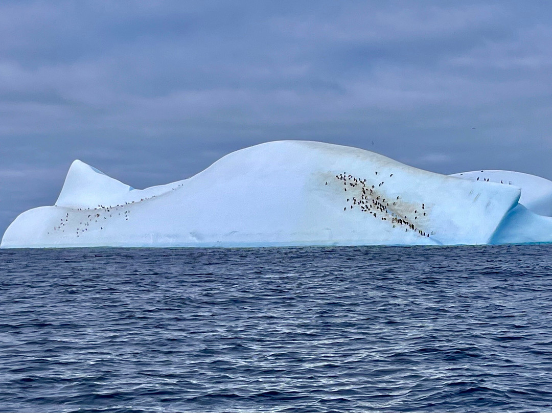 Cierva Cove-Antarctic Peninsula必去景点
