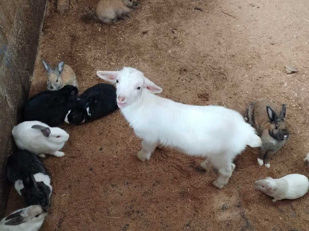 Granja La Gallinita Feliz景点图片