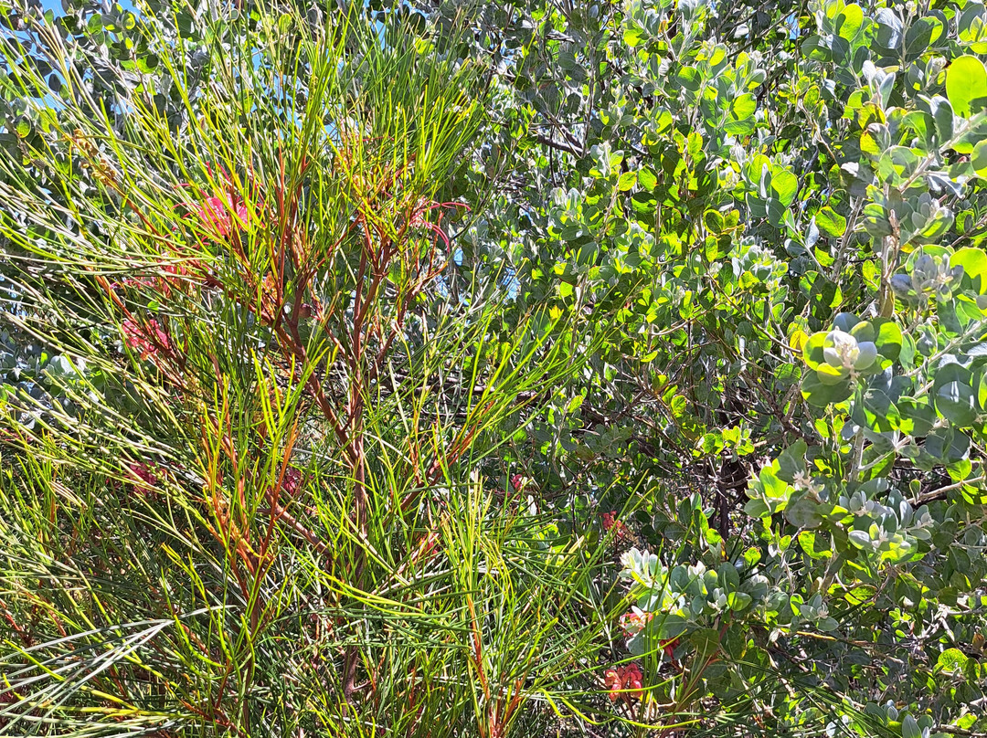 Pangarinda Botanic Gardens-Wellington必去景点