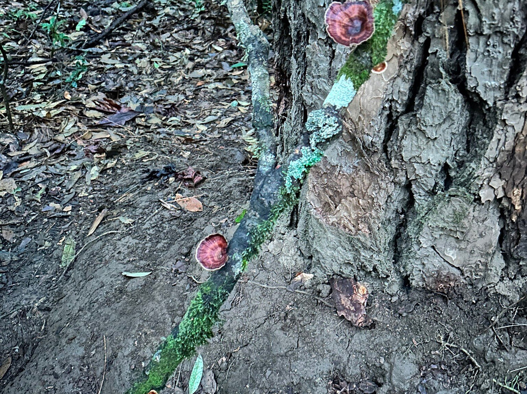 Mawphlang Sacred Forest景点图片