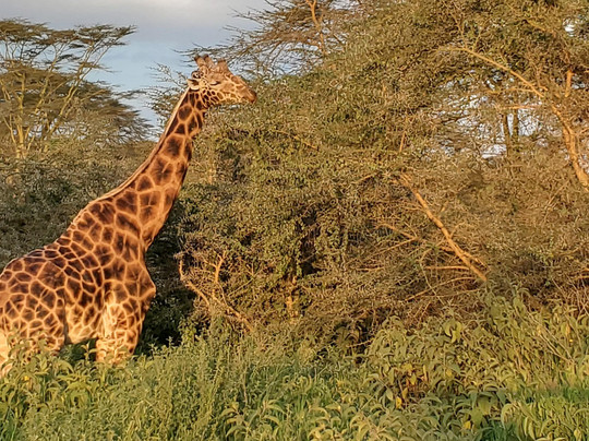 Marlomani Safaris-蒙巴萨必去景点