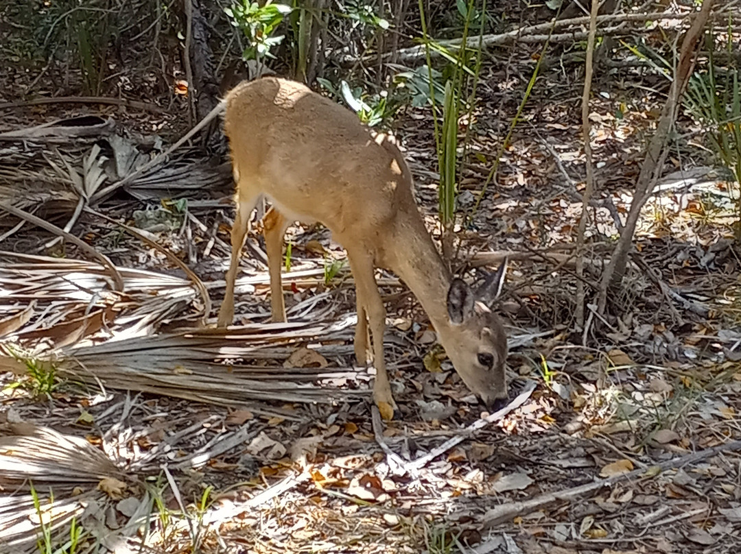 Blue Hole-Big Pine Key必去景点