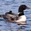loonalaska