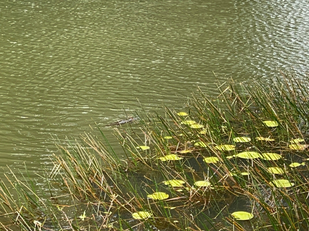 The Australian Platypus Park at Tarzali Lakes-马兰达必去景点