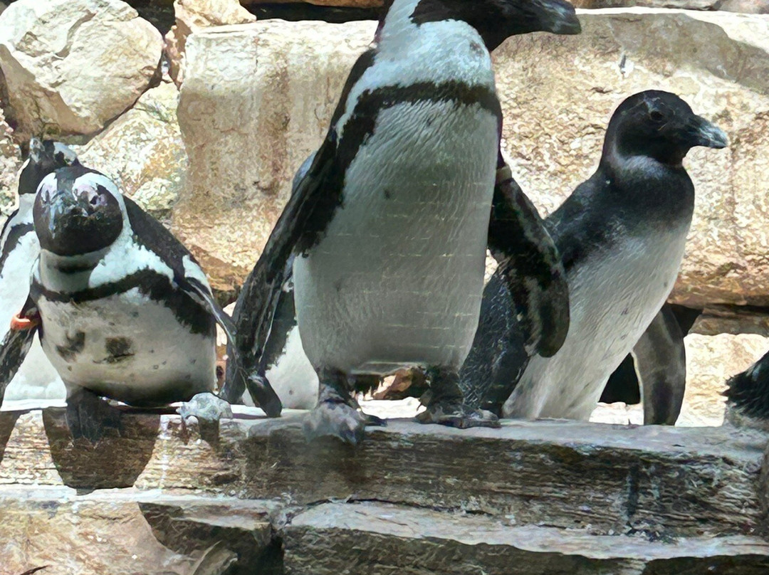 Tisch Family Zoological Gardens (Biblical Zoo)景点图片