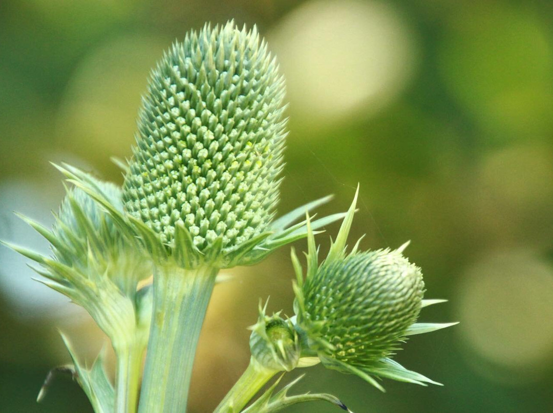 Darts Hill Garden Park-素里必去景点