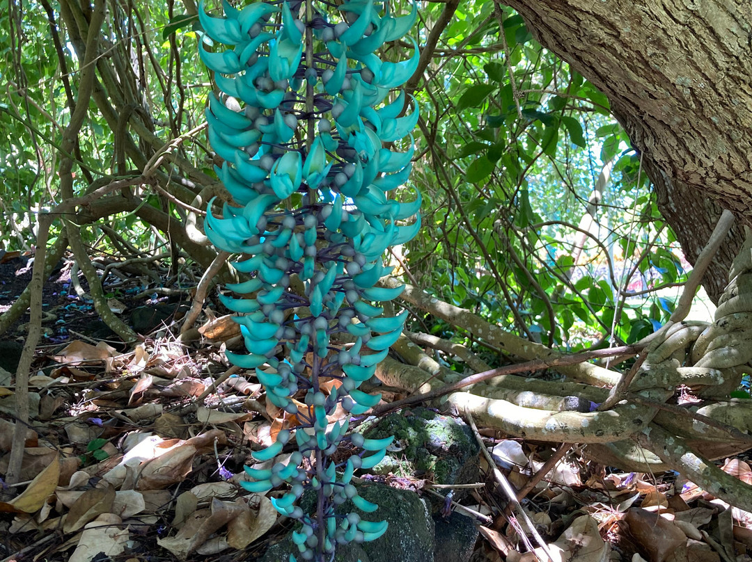 Paleaku Gardens Peace Sanctuary-库克船长必去景点