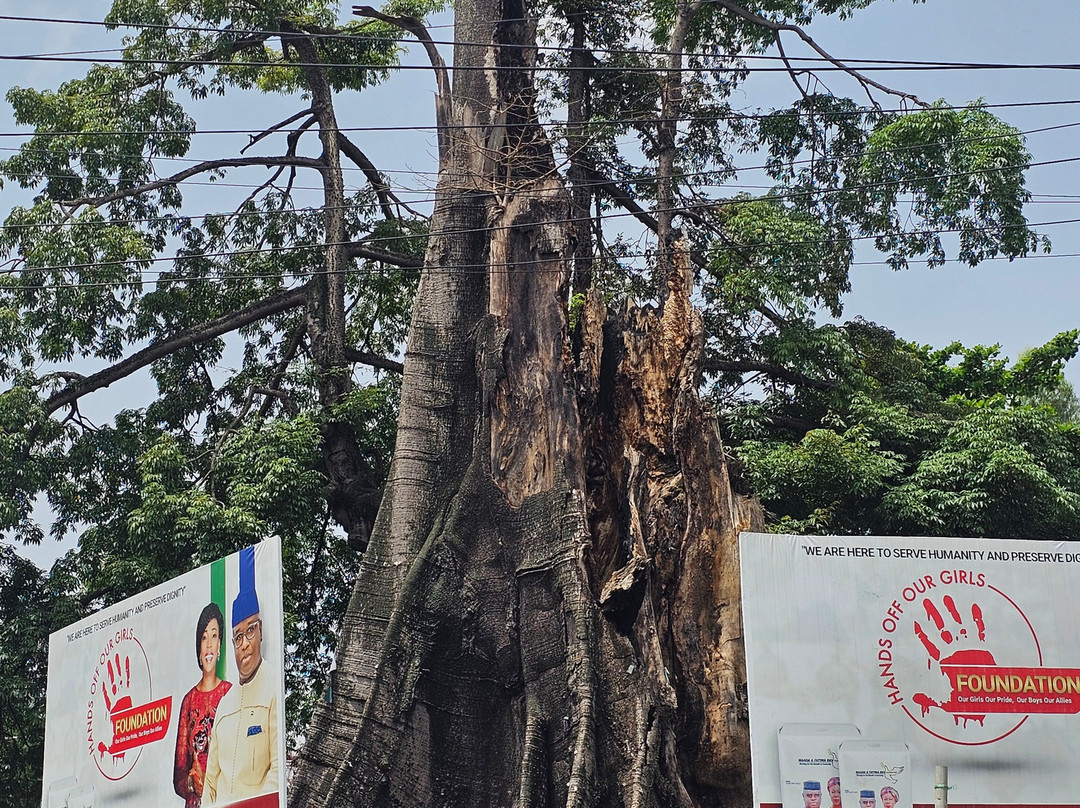 Cotton Tree-弗里敦必去景点