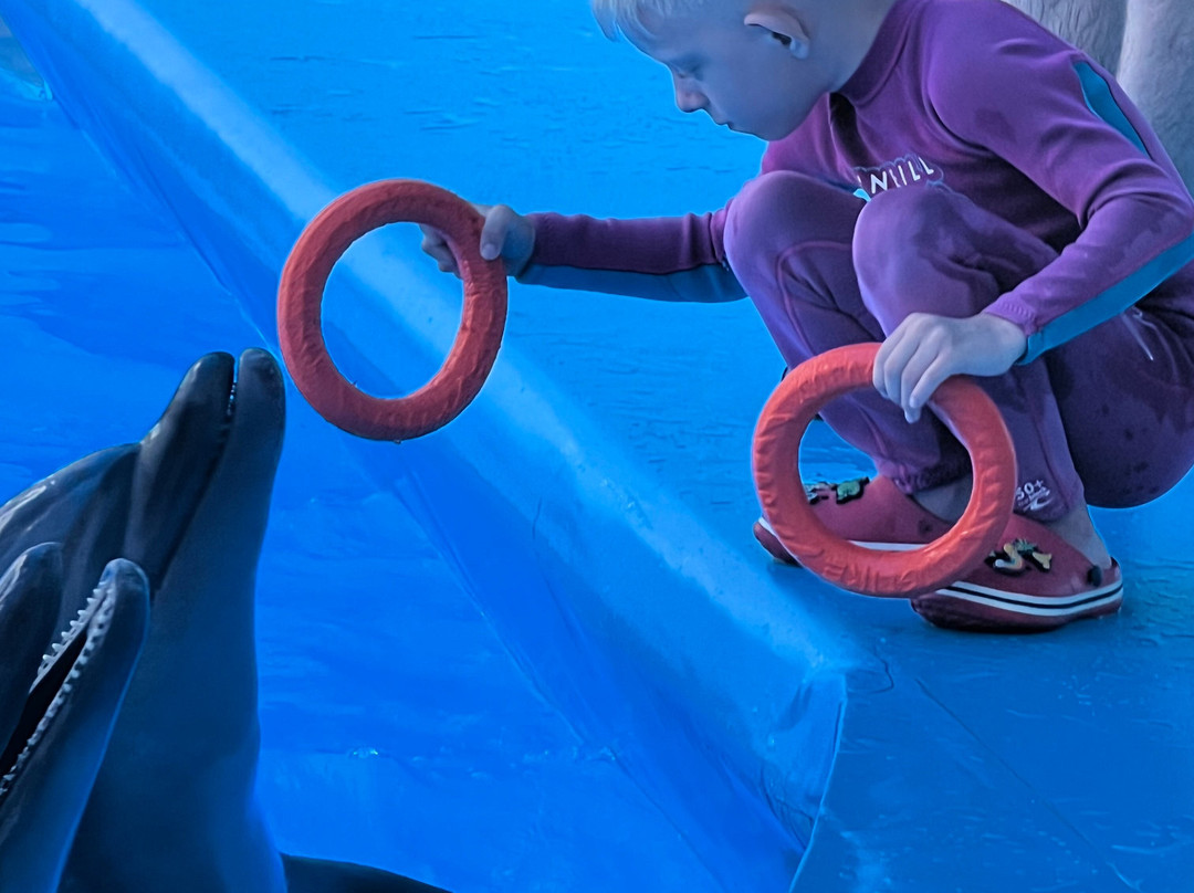 Alushta Dolphinarium Nemo-阿卢什塔必去景点