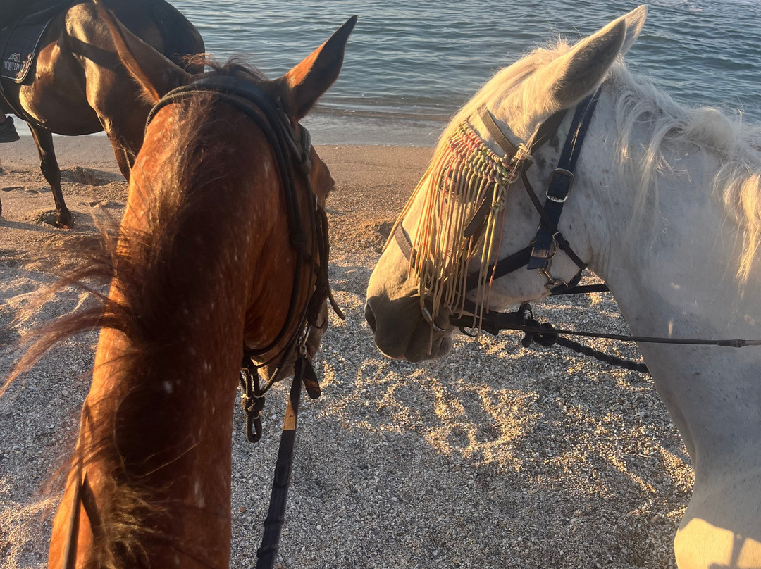 Arena horse riding corfu-Perithia必去景点