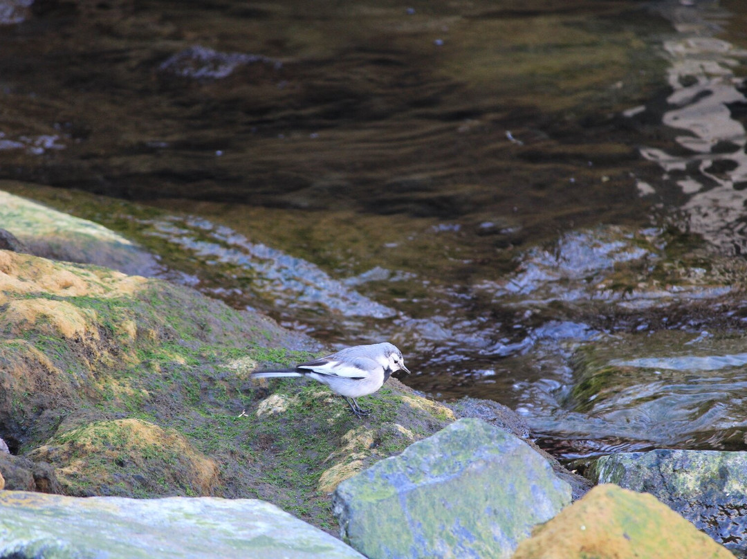 Higashishinagawa Kaijo Park-品川区必去景点