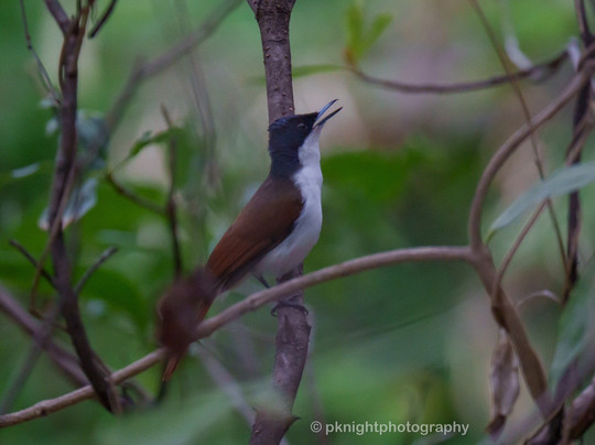 Silent Tours Kununurra