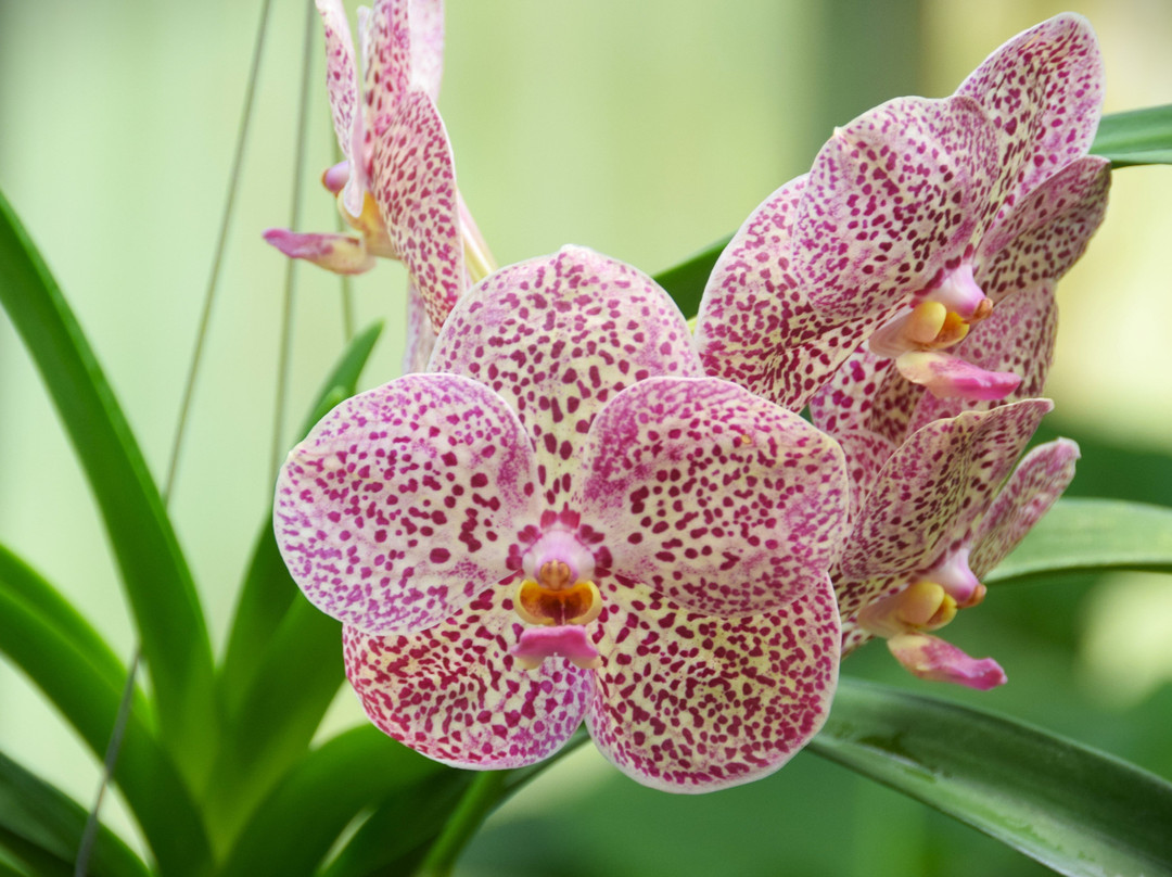 Sarawak Orchid Garden-古晋必去景点