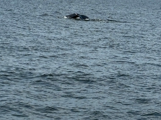 American Princess Cruises-布鲁克林必去景点