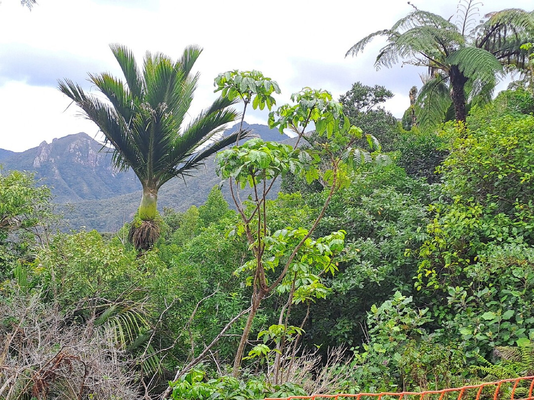Mt Hobson via Windy Canyon-Great Barrier Island必去景点