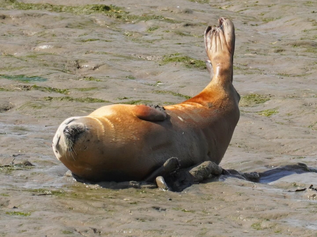 Discovery Seal Trips-Rochford必去景点