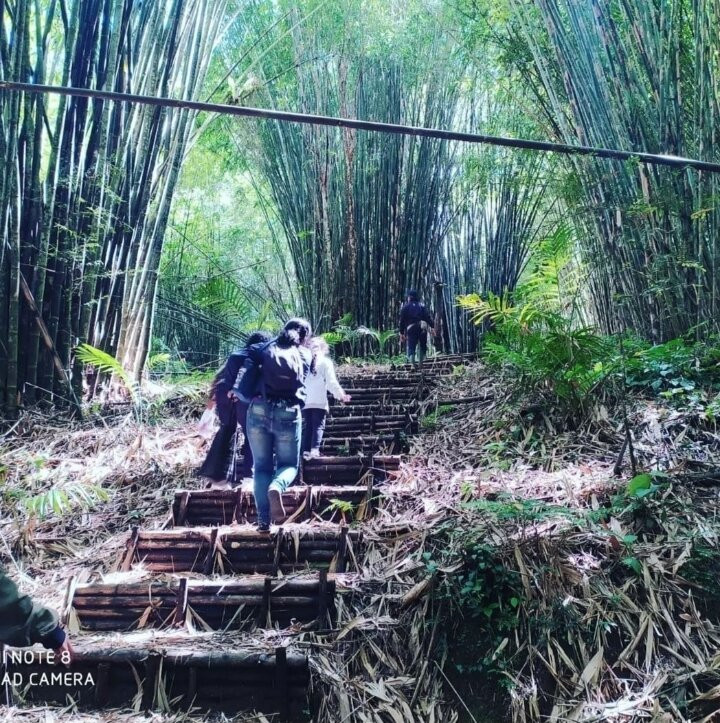 BAMBOO FOREST SANDAN景点图片