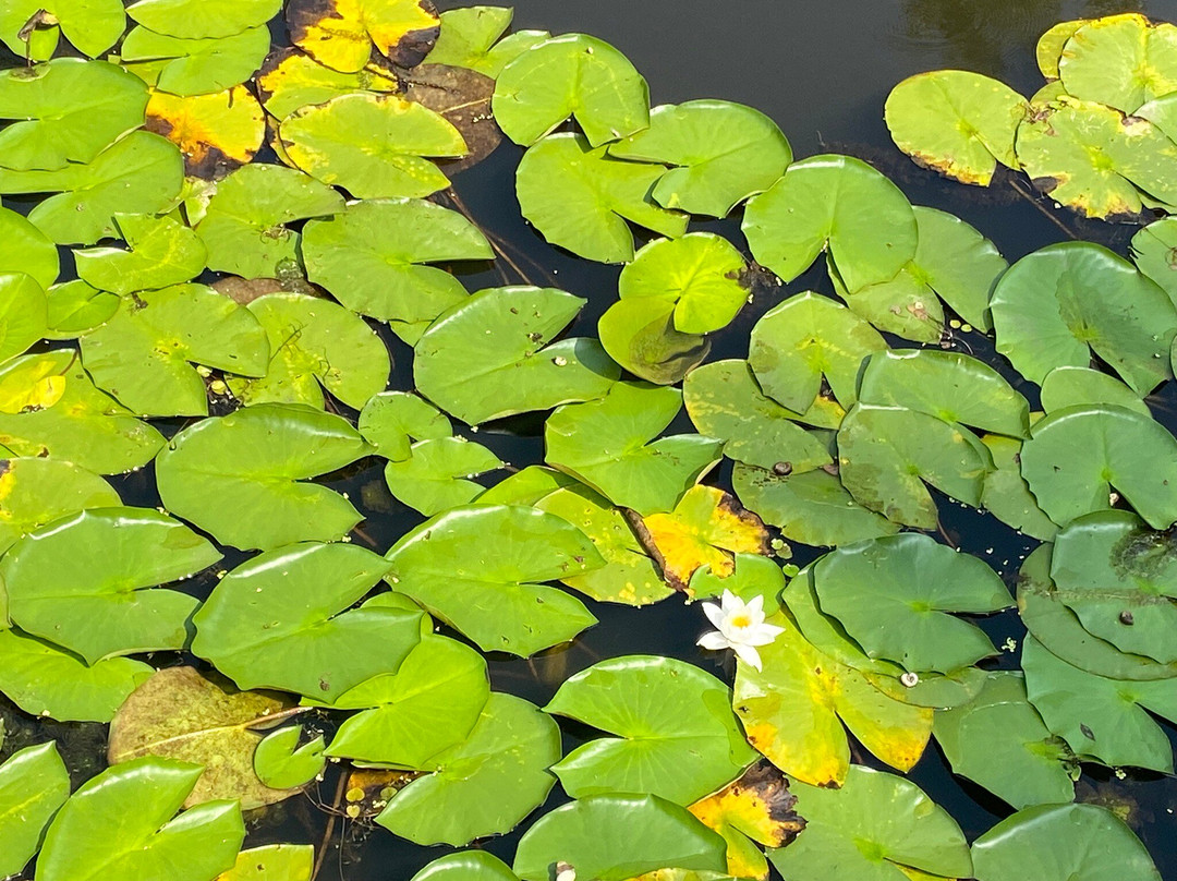 Acarlar Floodplain Forest景点图片