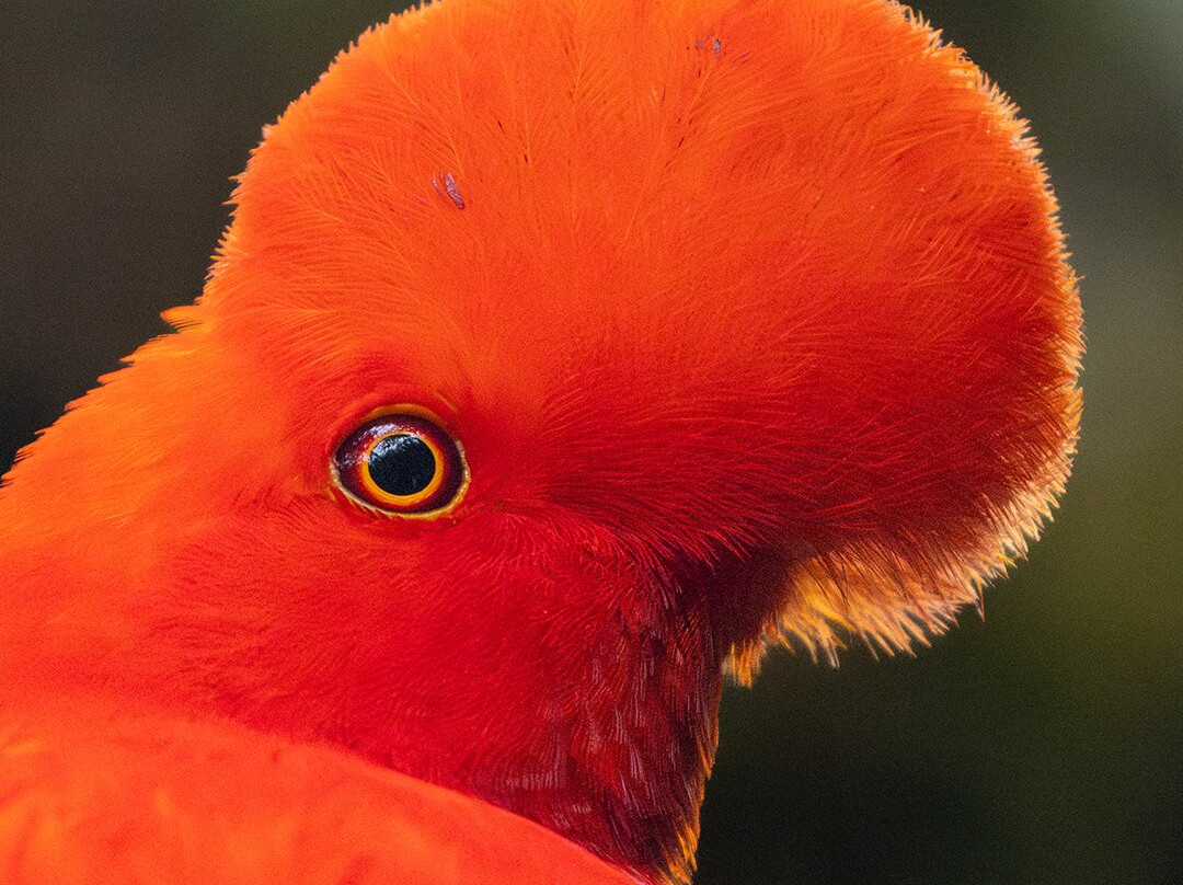 Jaguarundi Travel-波哥大必去景点