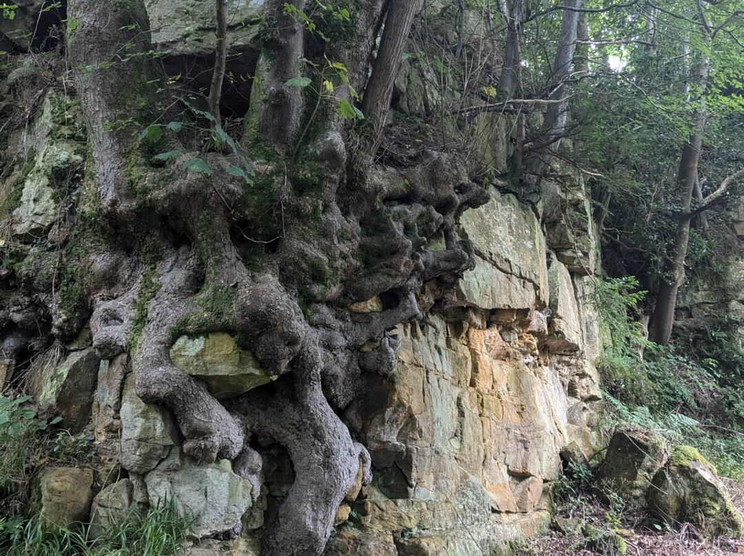 Brinkburn Priory景点图片