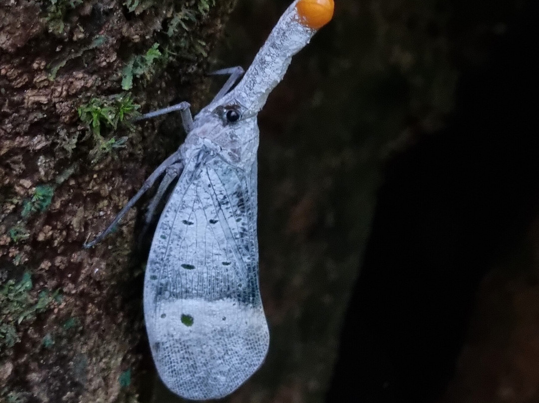 Ketambe Suherman Jungle-Ketambe必去景点