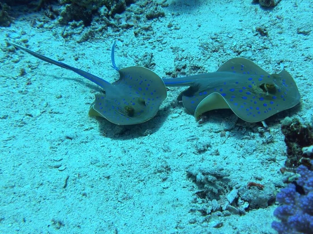 Ducks Diving Safaga-Safaga必去景点