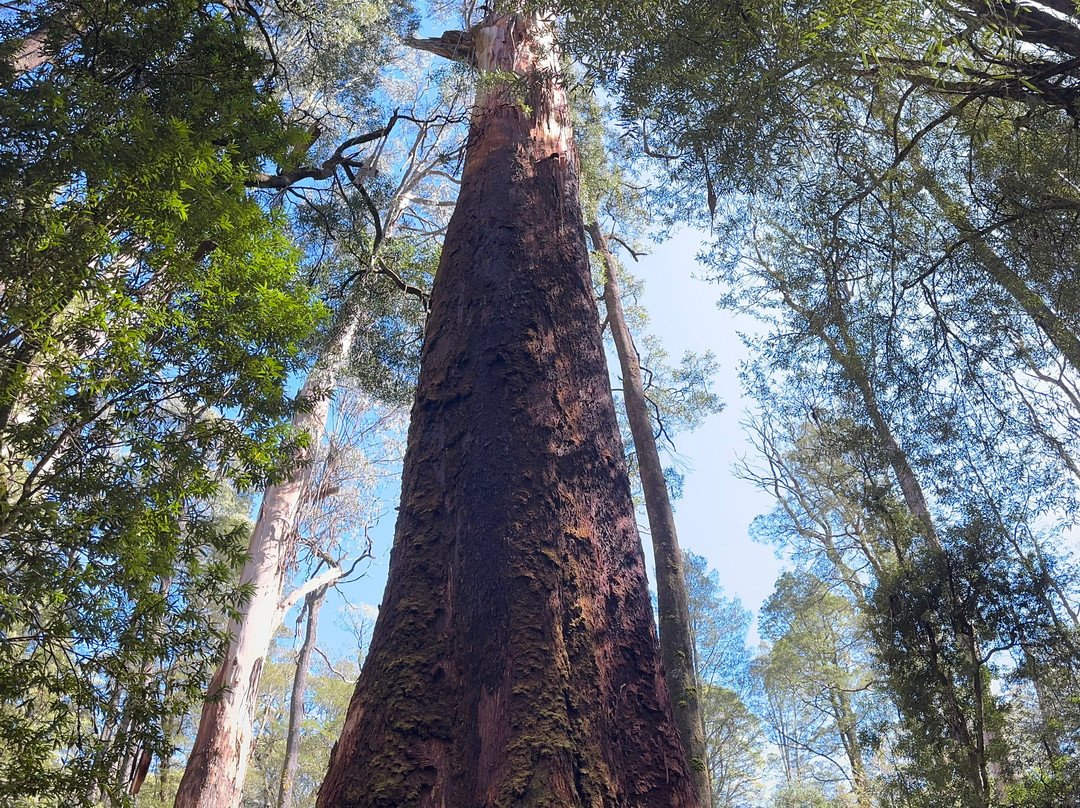 Great Private Tours-墨尔本必去景点