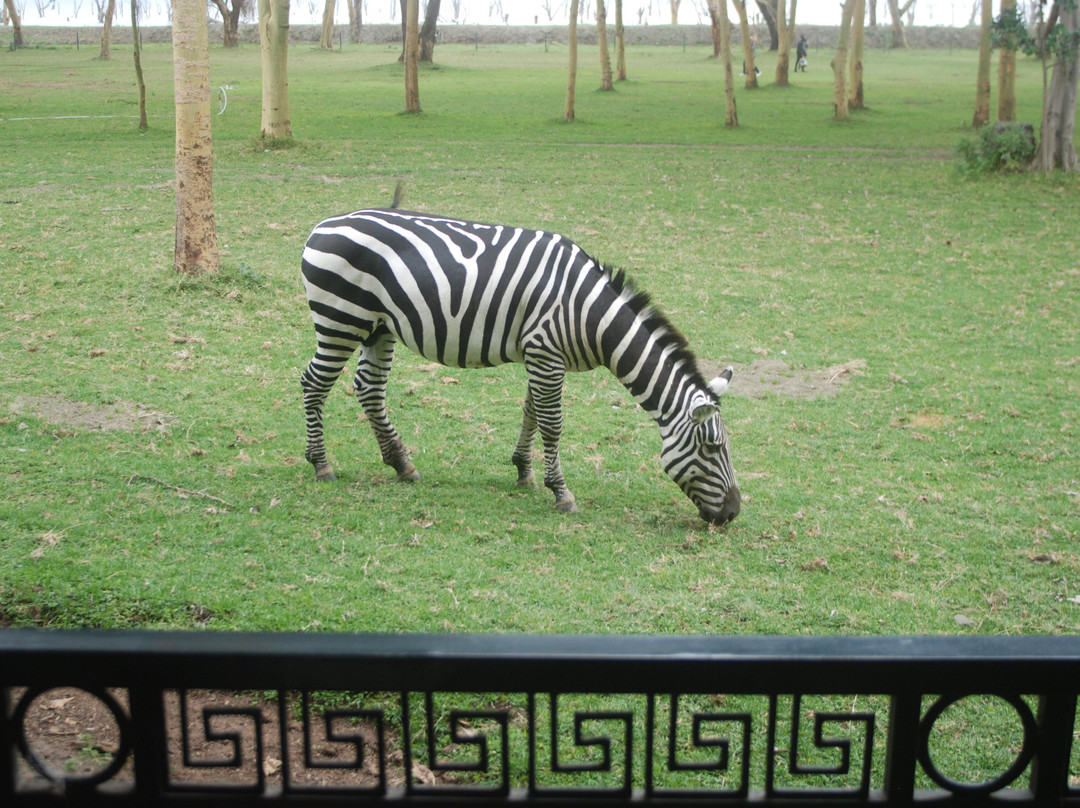 奈瓦沙索帕湖狮子木屋旅馆主图