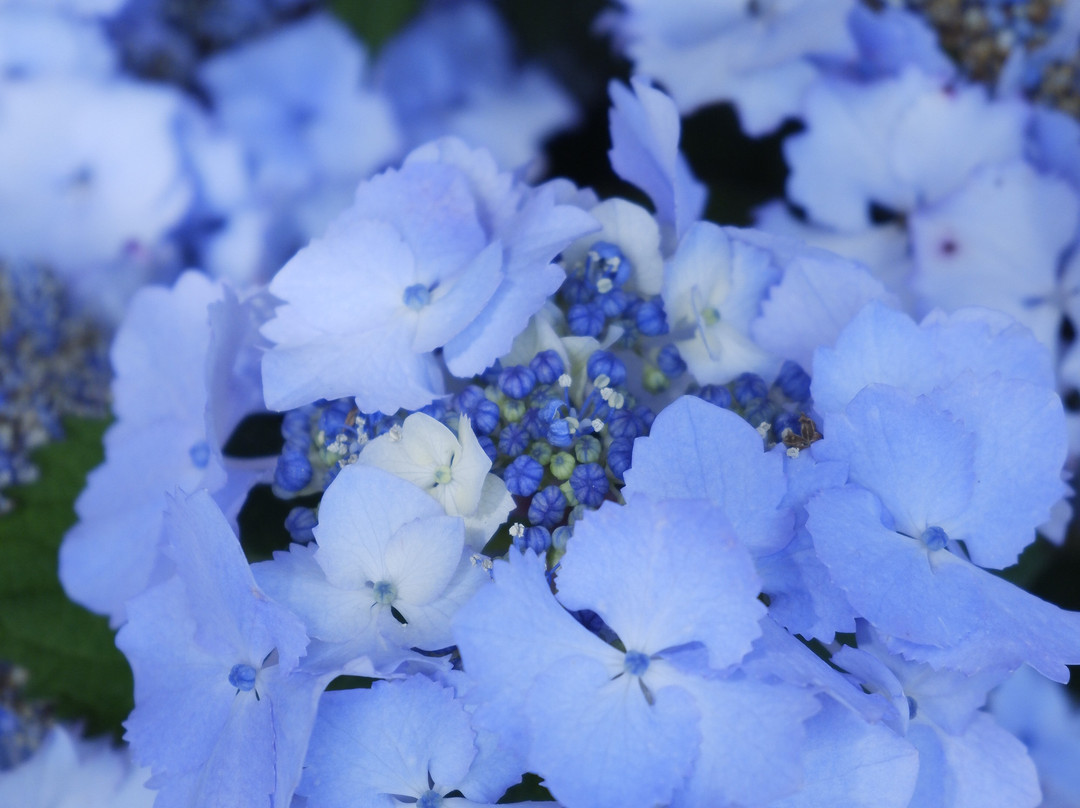 Hydrangeas Village Katahara Onsen-蒲郡港必去景点