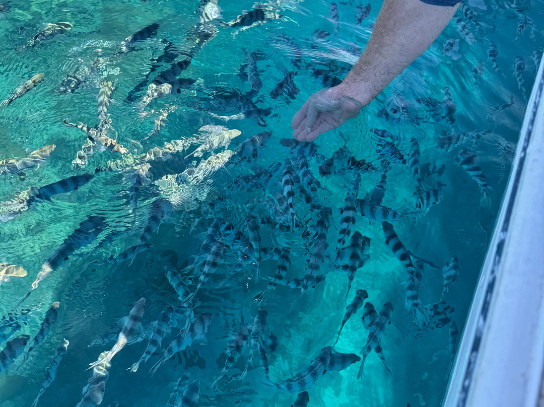 Hauraki Adventures Fiji-Viseisei必去景点