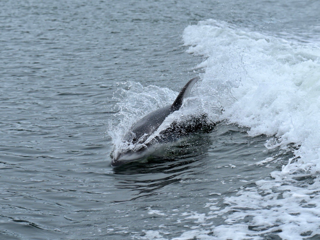 Vancouver Island Photo Tours景点图片