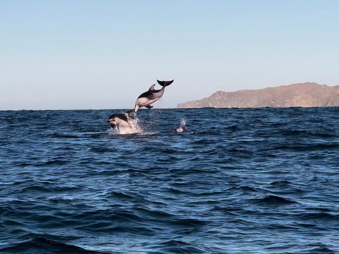Baja Wild Adventures-拉巴斯必去景点