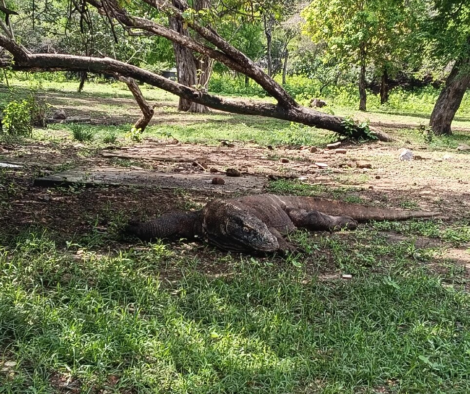 Komodo National Park景点图片