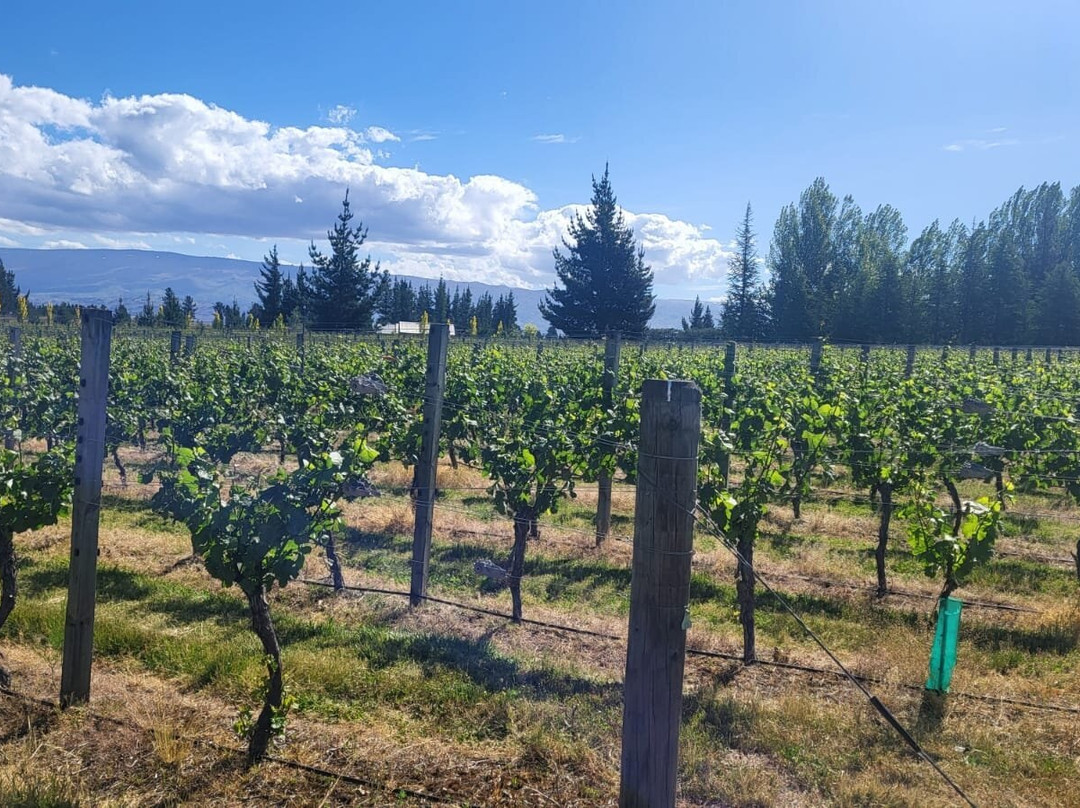 Grey Ridge Vineyard Experience
