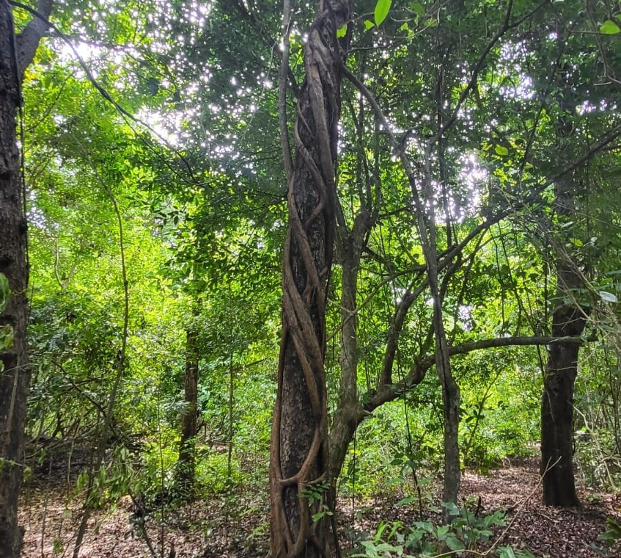 Kaya Kinondo Sacred Forest景点图片