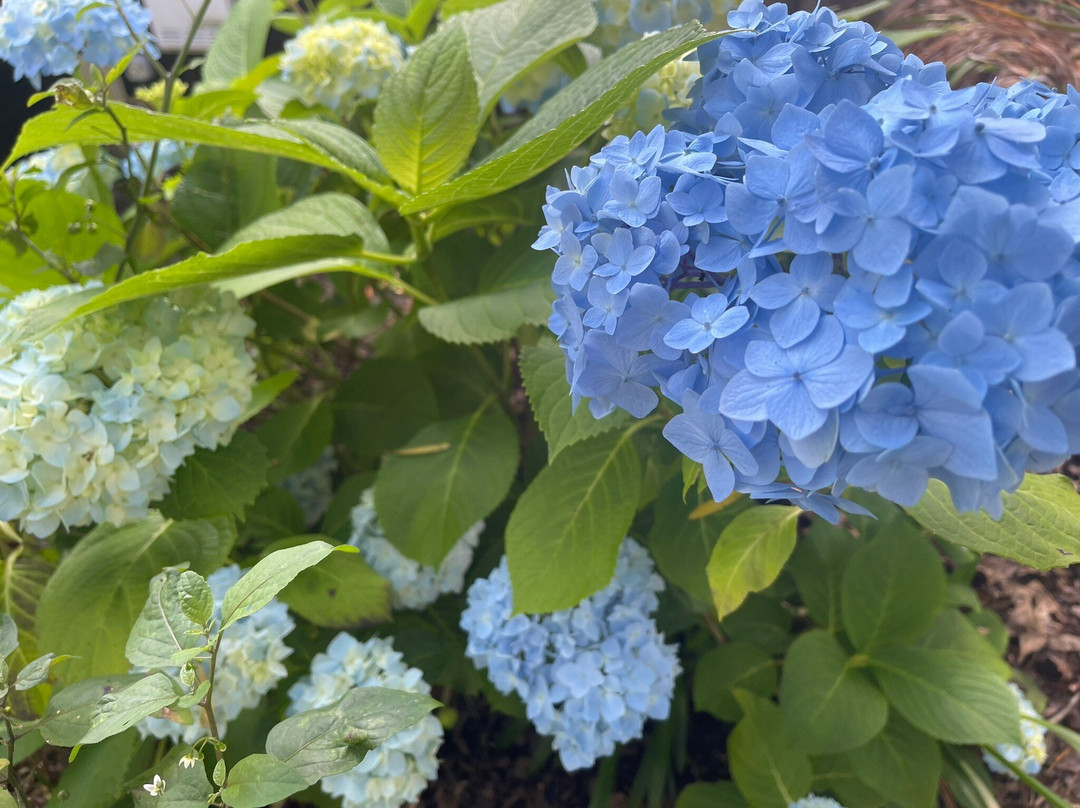 Vineyard Cottages主图