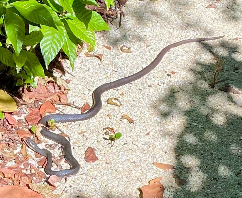 Dr. Von D. Mizell-Eula Johnson State Park-达尼亚滩必去景点