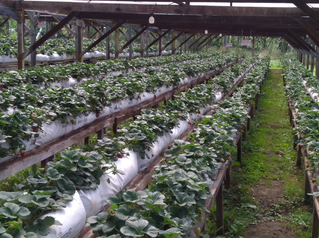 Casa Do Morango-Nova Petropolis必去景点