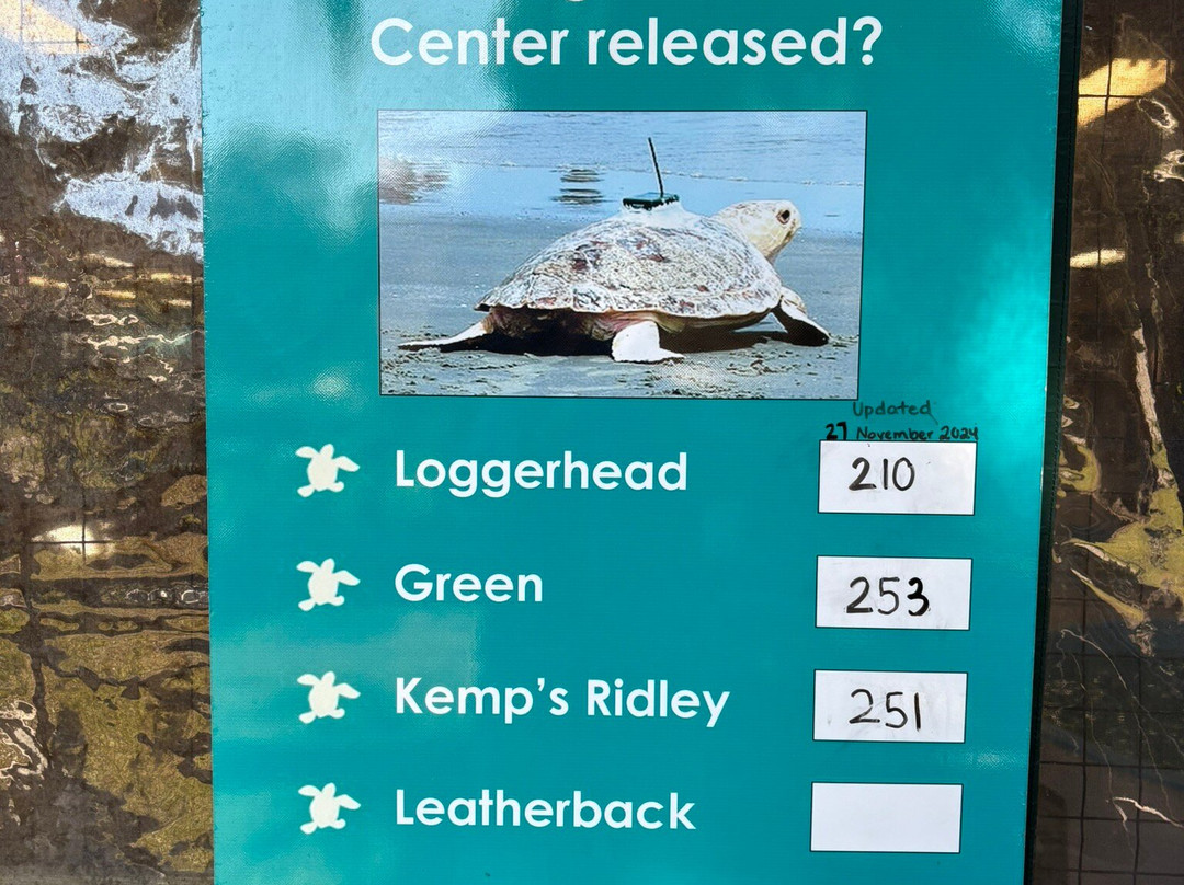 Georgia Sea Turtle Center-吉柯岛必去景点