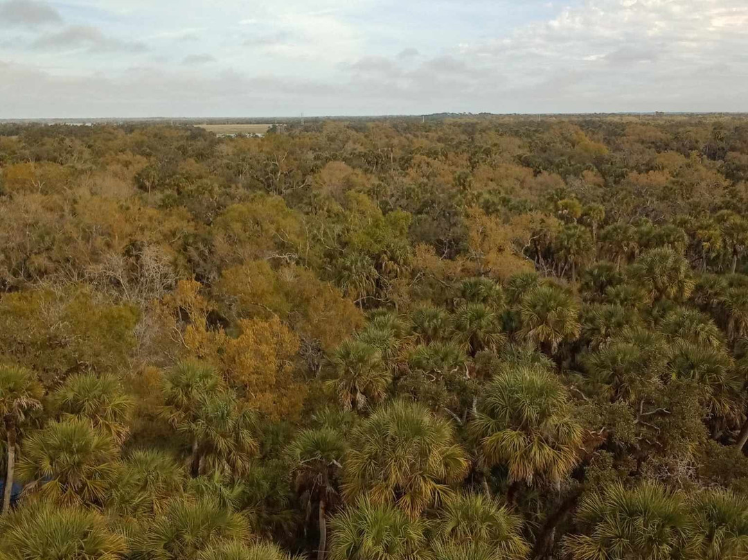 Myakka Canopy Walkway-萨拉索塔必去景点