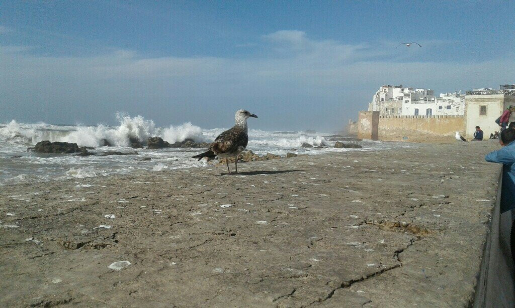 Taxi Arganier Essaouira Marrakech-索维拉必去景点